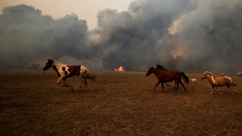 International Equestrian community comes together to support Australian fire relief